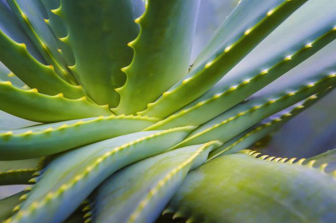 Aloes: Uprawa W Domu, Właściwości Lecznicze I Zastosowanie Aloesu ...