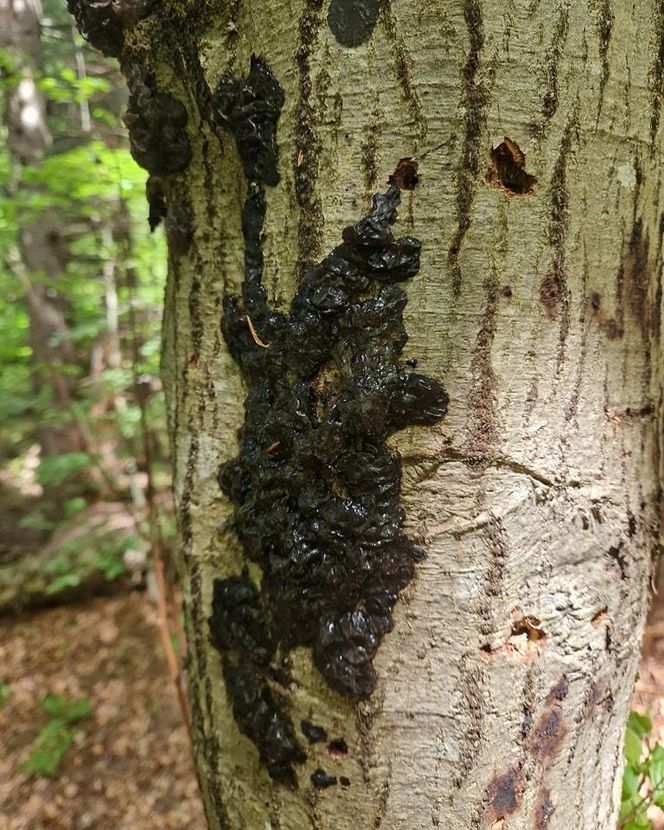 Masło czarownicy spotkasz w Bieszczadach. Ma magiczne moce? 