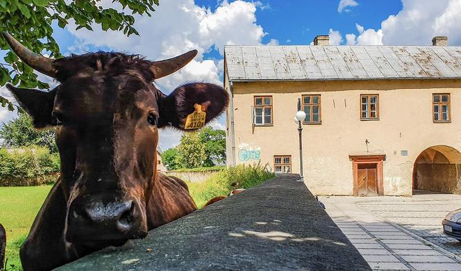 Burmistrza Wąchocka Jarosława Sameli - pasja fotografowanie