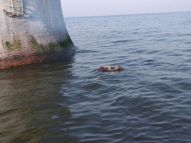 Orzeł wodował. Załoga statku uratowała bielika.