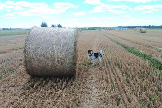 Tragedia w czasie robót polowych. Prasa do słomy wciągnęła rolnika. Malutka Sandra wciąż czeka na swojego pana