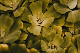  Pistia rozetkowa to nowy inwazyjny gatunek obcy