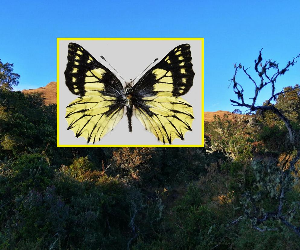 Polscy naukowcy odkryli nowy gatunek motyla! W ich akcji brała nawet udział armia