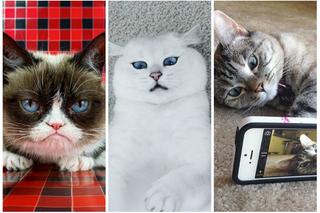 9 najpopularniejszych kotów na Instagramie! To Kardashianki wśród kotów