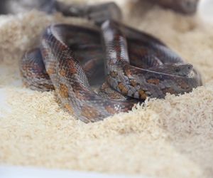 ZooPark ponownie przyciągnął do Targów Lublin tłumy miłośników zwierząt