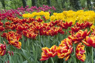 Odmiany tulipanów - czym różnią się od siebie? Podział tulipanów na grupy