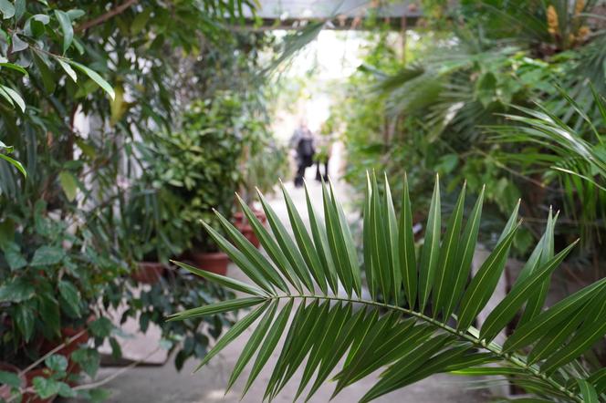 Ogród Botaniczny w Lublinie