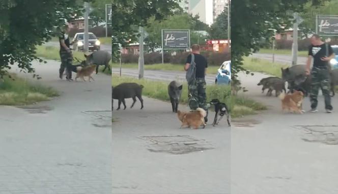 Niewiele brakowało. Wataha dzików prawie zatakowała mężczyznę spacerującego z psami