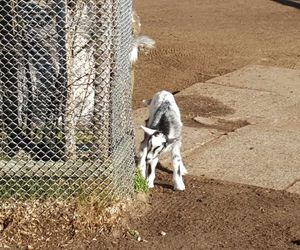 Deszczyk to nowy mieszkaniec bydgoskiego zoo. Urodził się w marcu i już poznaje swój nowy dom [GALERIA]