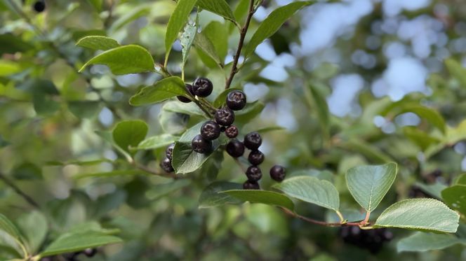 Aronia, krzew i owoce