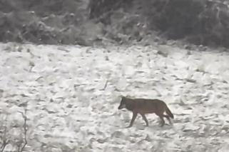 Przez wilki ludzie boją się wychodzić z domów