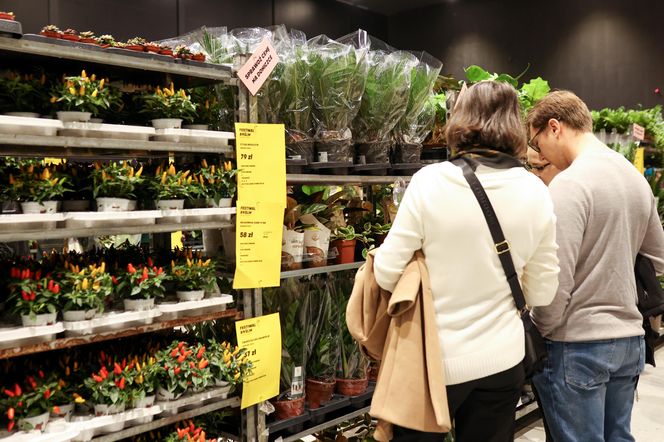 Festiwal roślin odbywa się w Katowicach