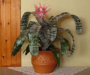 Echmea wstęgowata - Aechmea fasciata