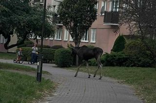 Łoś zwiedzał centrum Lublina. Co dalej ze zwierzęciem?