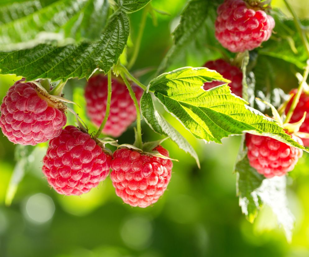 organiczny nawóz na maliny