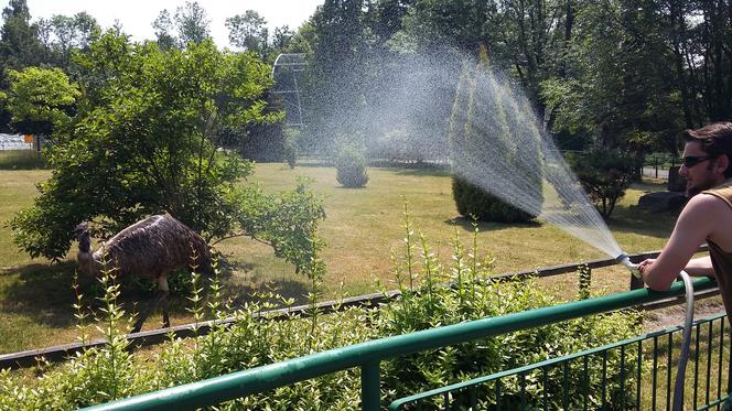 Zoo Chorzów [CENY BILETÓW, GODZINY OTWARCIA, DOJAZD]