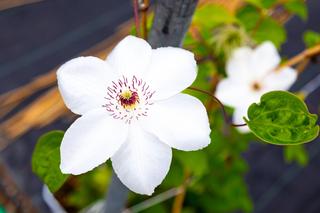 Clematis Królowa Jadwiga