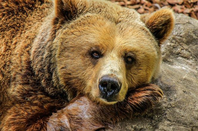 Niedźwiedź w Bieszczadach robi sobie leśne SPA. Nie uwierzysz, co służy mu za perfumy [WIDEO]