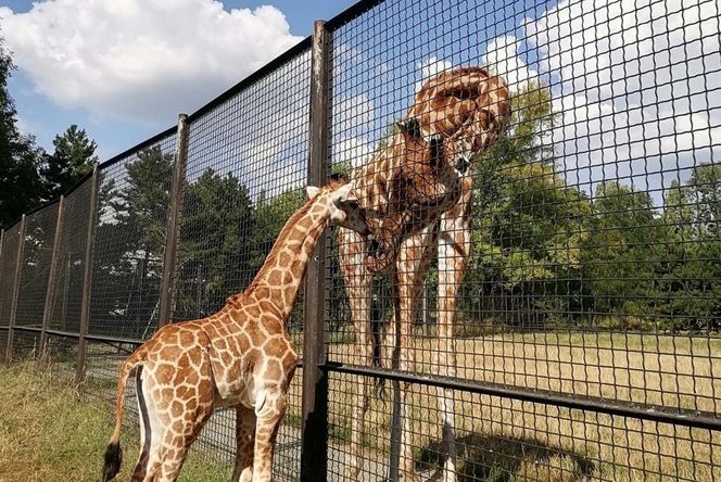 Mała żyrafa w warszawskim zoo