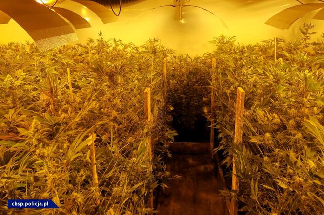 CBŚP zlikwidowało w Łódzkiem OGROMNĄ plantację marihuany