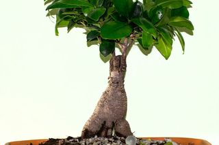 Opadające liście Ficus Ginseng [Porada eksperta]
