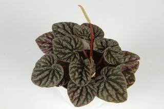 Peperomia