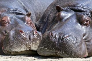 Poznaj hipopotamy z warszawskiego zoo! Ruszają spotkania w ogrodzie!