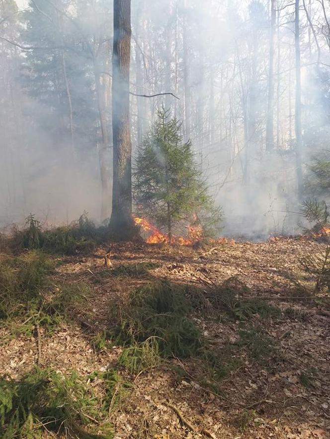 Pali się las przy Cegielnianej w Starachowicach!  Pożarem objęty jest hektar lasu