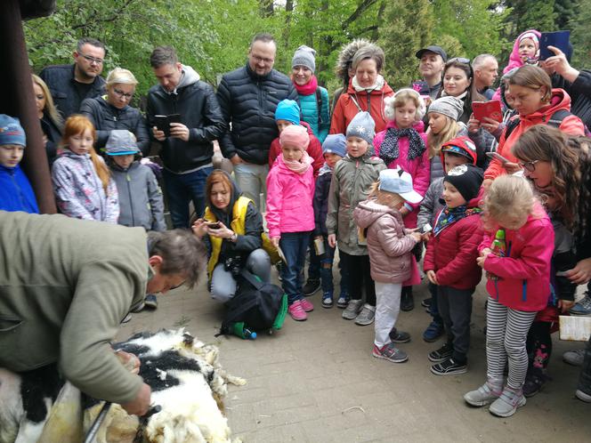 Owce z myślęcińskiego zoo pozbyły się nadmiaru wełny. Zobaczcie, jak wyglądało ich strzyżenie! [ZDJĘCIA]