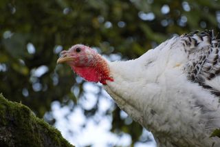 Potwierdzono nowe ogniska ptasiej grypy. Jedno z nich na Podkarpaciu 