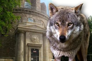 Wilk pojawił się przy Wieży Gocławskiej. Drapieżnik wywołał niemałą sensację i liczne obawy
