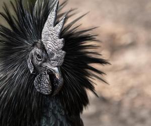 Oto najdroższa kura świata. Rosół z niej kosztuje zawrotną sumę