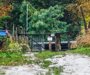 Dobry, serdeczny. Puławy pogrążone w żałobie. W poniedziałek pogrzeb pana Marcina, którego zagryzły psy