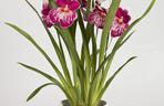Miltonia storczyk