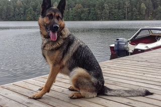 Postrach przemytników odchodzi na emeryturę. Tam spędzi resztę życia. Wszyscy ją kochają