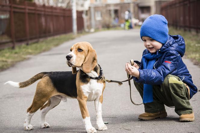 Beagle - uroczy uciekinier - Mjakmama.pl