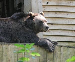 Niedźwiedzie grasują w gminie Solina. Wójt ostrzega mieszkańców 