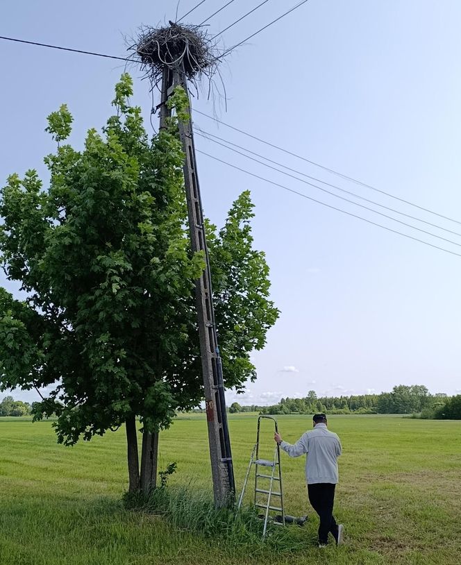 Ratował boćka na słupie, spadł z drabiny