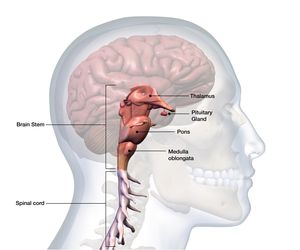 Rdzeń przedłużony: budowa i funkcje