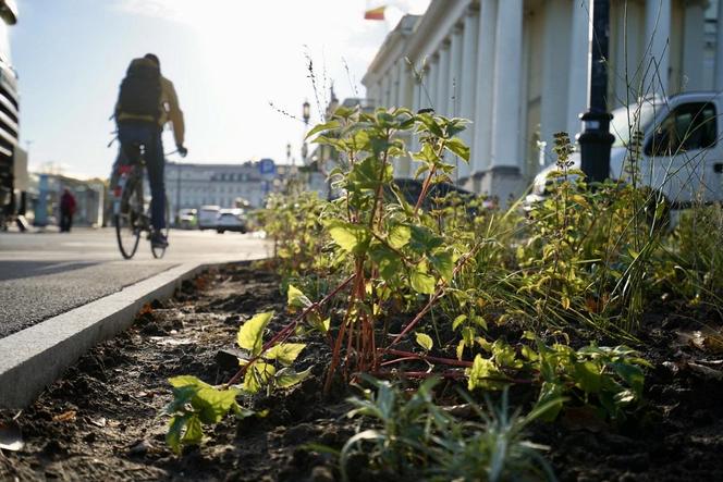 Trwa sadzenie 63 drzew na Marszałkowskiej. Przebudowa ulicy dobiega końca