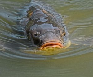 Cena karpia w Kujawsko-Pomorskiem w 2024. Ile zapłacimy za kilogram ryby z lokalnych gospodarstw rybackich?  [GALERIA]