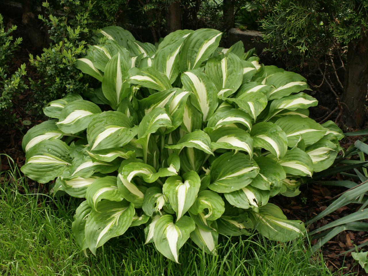 Funkia falista 'Univittata' - Hosta undulata 'Univittata'