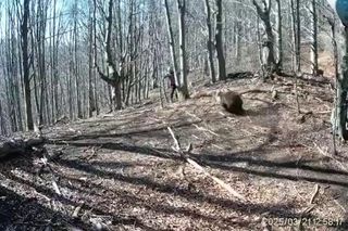 Atak niedźwiedzia na człowieka na Słowacji! Wideo mrozi krew w żyłach