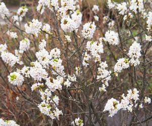 Wawrzynek wilczełyko forma biała