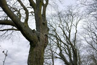 Aleja starych drzew w centrum Bydgoszczy starciła ochronę. Skąd taka decyzja?