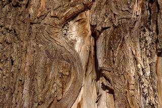 Uszkodzenia mrozowe drzew. Czy pęknięcia mrozowe są groźne?