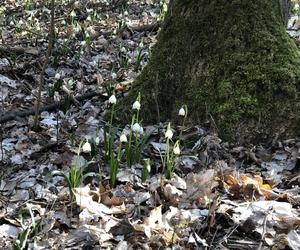 Śnieżycowy Jar - wyjątkowy rezerwat na terenie poligonu