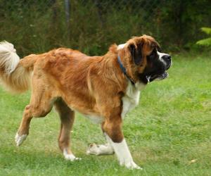 Bernardyn pogryzł małą dziewczynkę. Wstrząsające szczegóły ataku na 11-latkę