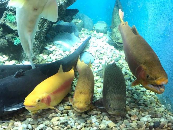 Gigantyczne akwarium na targach Rybomania 2017