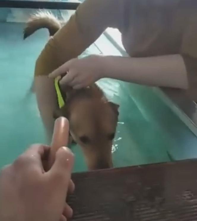 Ćwiczą dla parówki